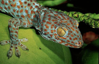 Gecko Tokay, ou gecko gecko Gecko Tokay, gecko gecko