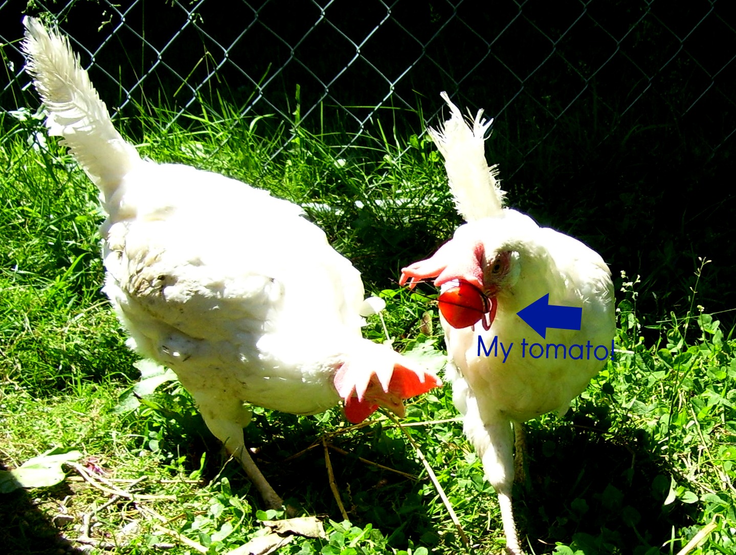 It's All Connected Rescued Chickens Update