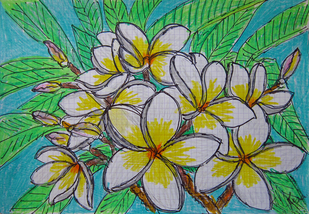 Sketches Of Frangipanis