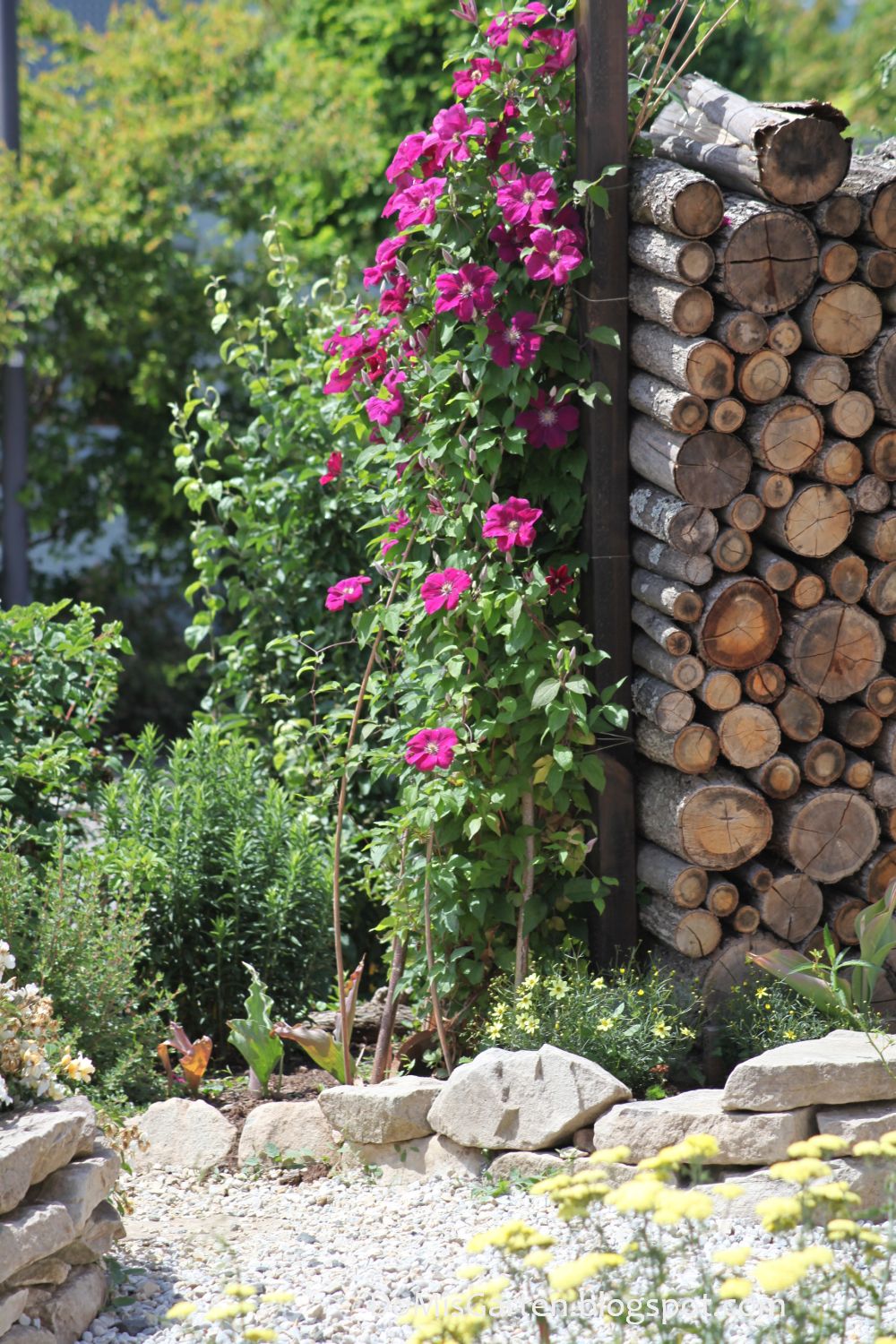 DoMis Garten FrühsommerGarten nach Regendusche
