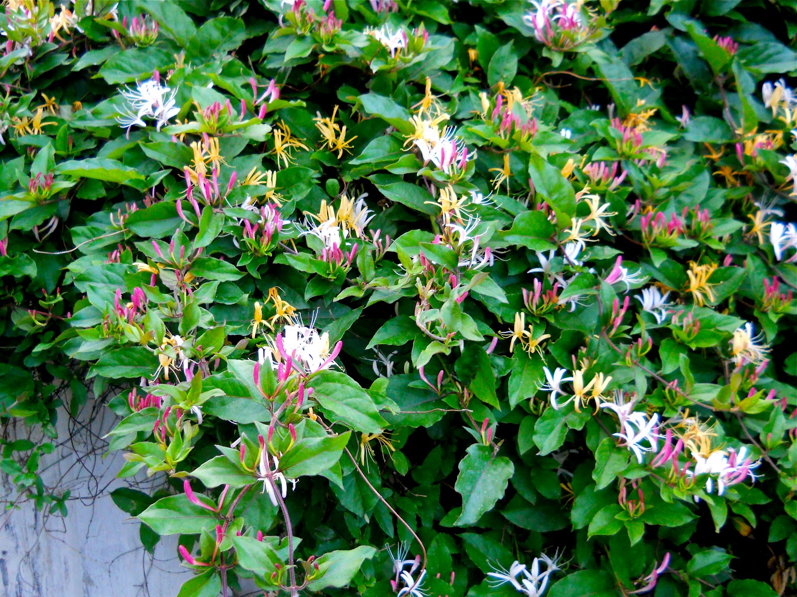 A Kansas Prairie Garden Honeysuckle