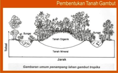Proses Pembentukan Lahan gambut