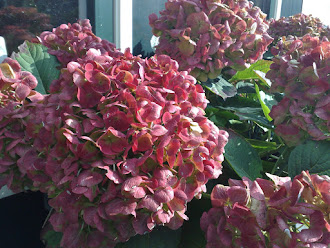 Hortensia in herfsttint