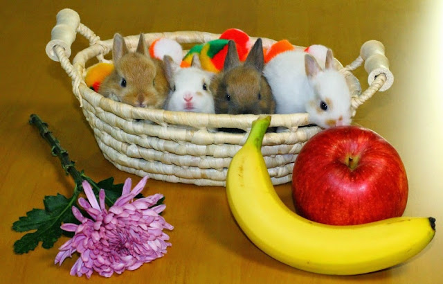 Cutest Bunny Pictures You Would Love To See Everyday