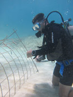 catalina snorkeling bayahibe