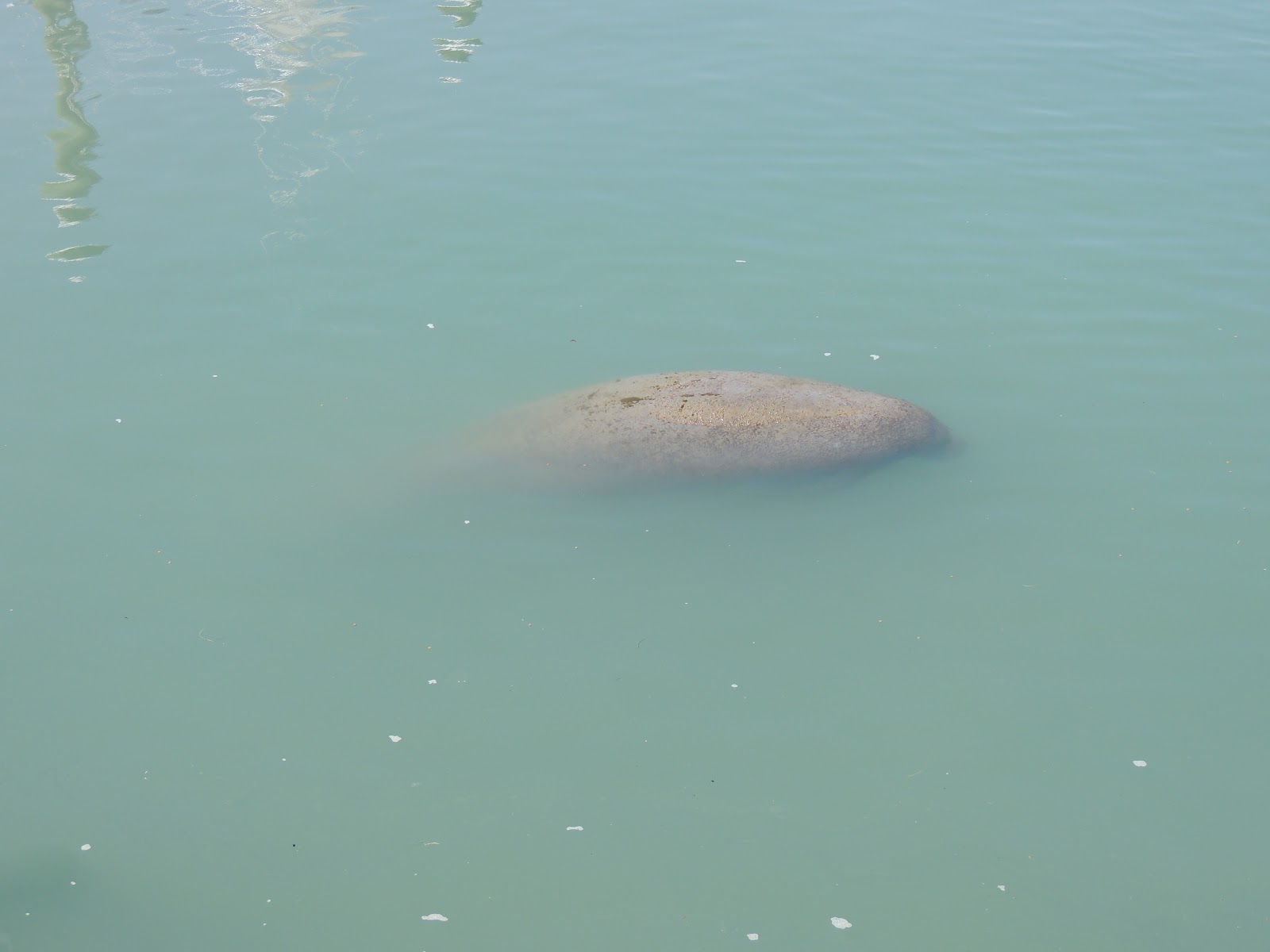 Down The Road A Piece in a 5th wheel Manatees and Oysters at Fort