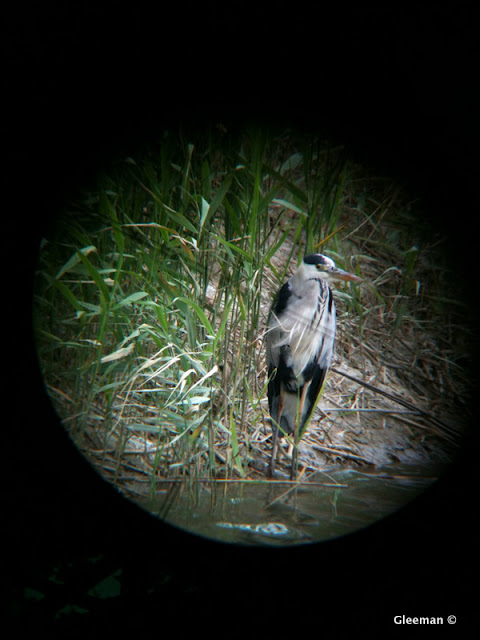 Digiscoping with iPhone (Pentax 75SDHF)