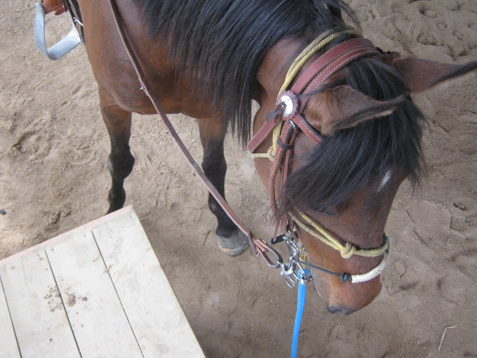 Foundation Reining Training Centre Pick Me Up Off The Mounting Block