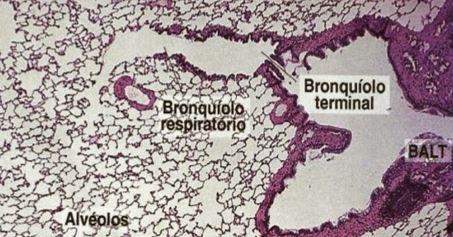 Aparato respiratorio - Wikipedia, la enciclopedia libre