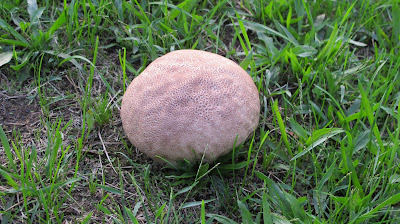 Toadstool 6