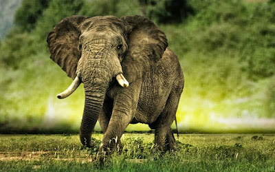 African Elephant HD Wallpapers for iPhone