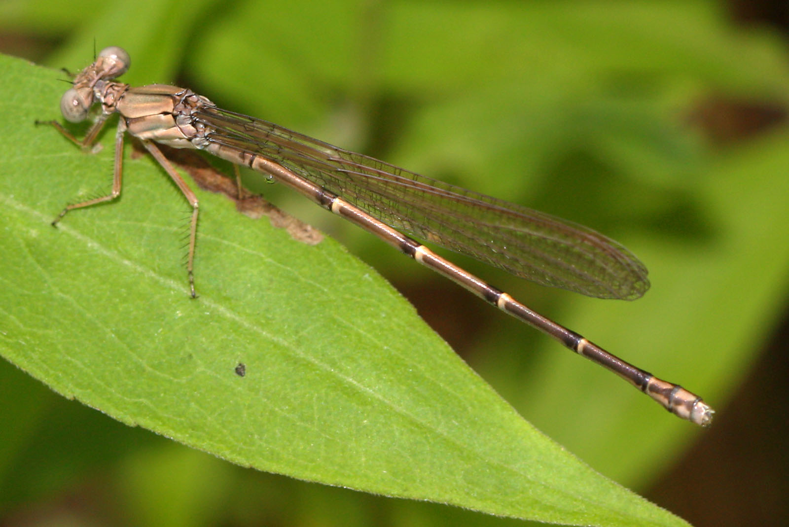 The Ketelsens! More of my Illinois Bug Buddies!