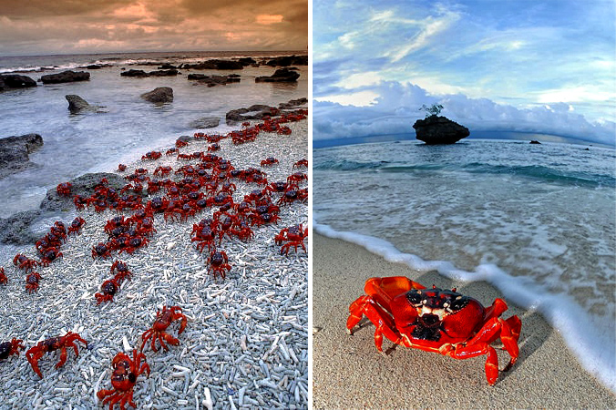 Crab migration island christmas magic travel choose Choose Your Magic Travel: Christmas Island, red crab migration