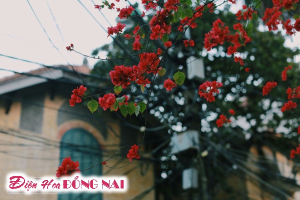 [Image: Do-ruc-nhung-chum-hoa-giay-giua-mua-dong-Ha-Noi-7.jpg]