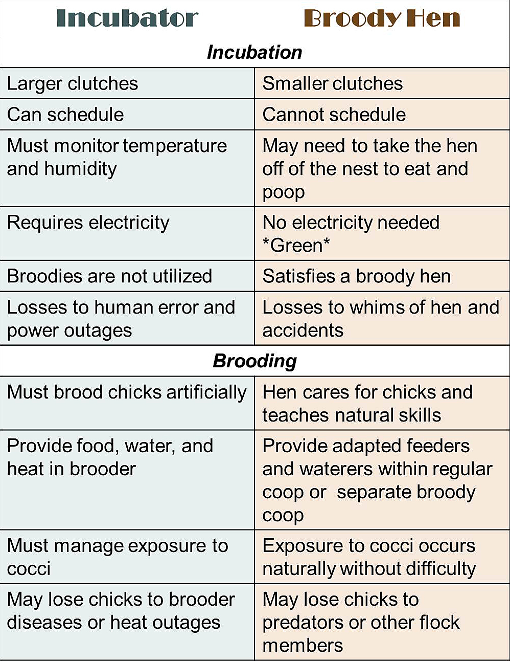 Incubator vs. Broody Hen Community Chickens
