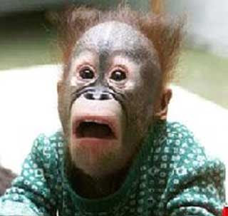 Monkey Funny Picture