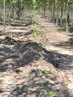 Turmeric in Agroforestry