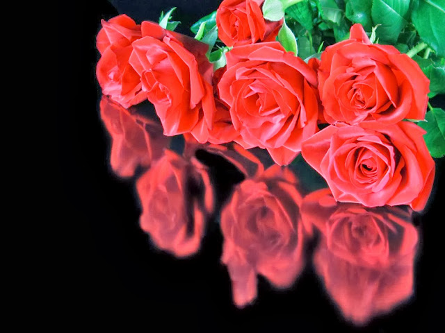 Beautiful Red Rose Wallpapers Free Download