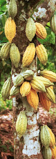 der Kakaobaum