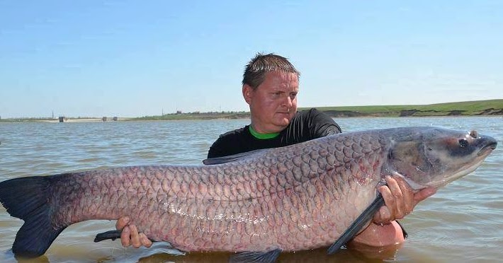 The leagth of asian carp The leagth of asian carp
