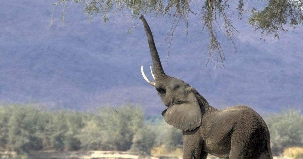 report text jawaban an elephant m ahkam a vocabulary card