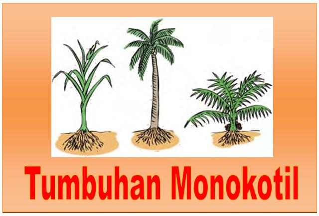 Ciri-ciri Tumbuhan Monokotil