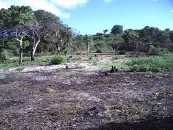 Roças para plantio agrícola