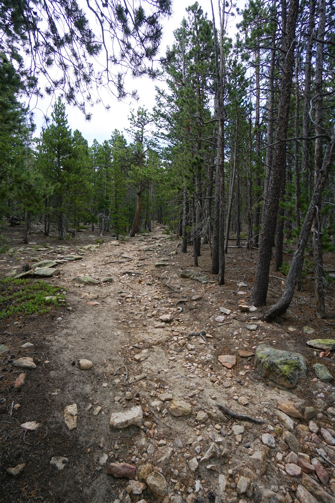 Go Hike Colorado Snowshoe Hare Trail, Golden Gate Canyon State Park