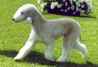 BEDLINGTON TERRIER