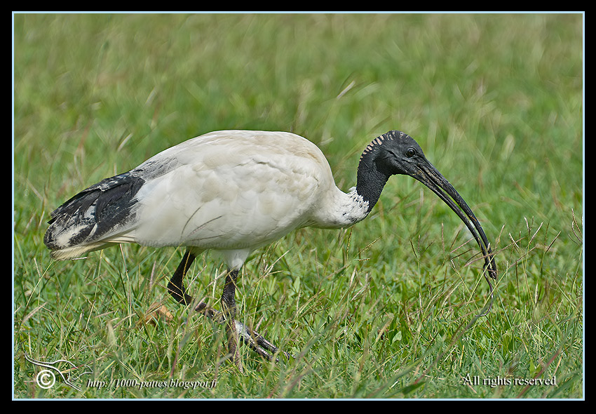 Threskiornis moluccus - http://1000-pattes.blogspot.fr/