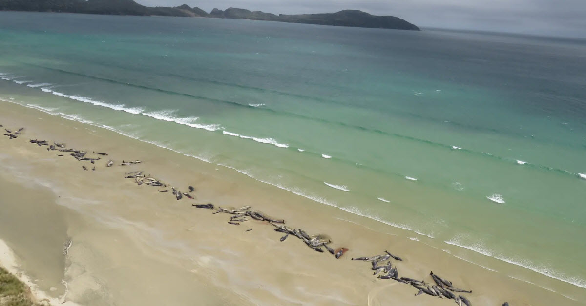 More than 140 pilot whales die in 'heartbreaking' New Zealand stranding