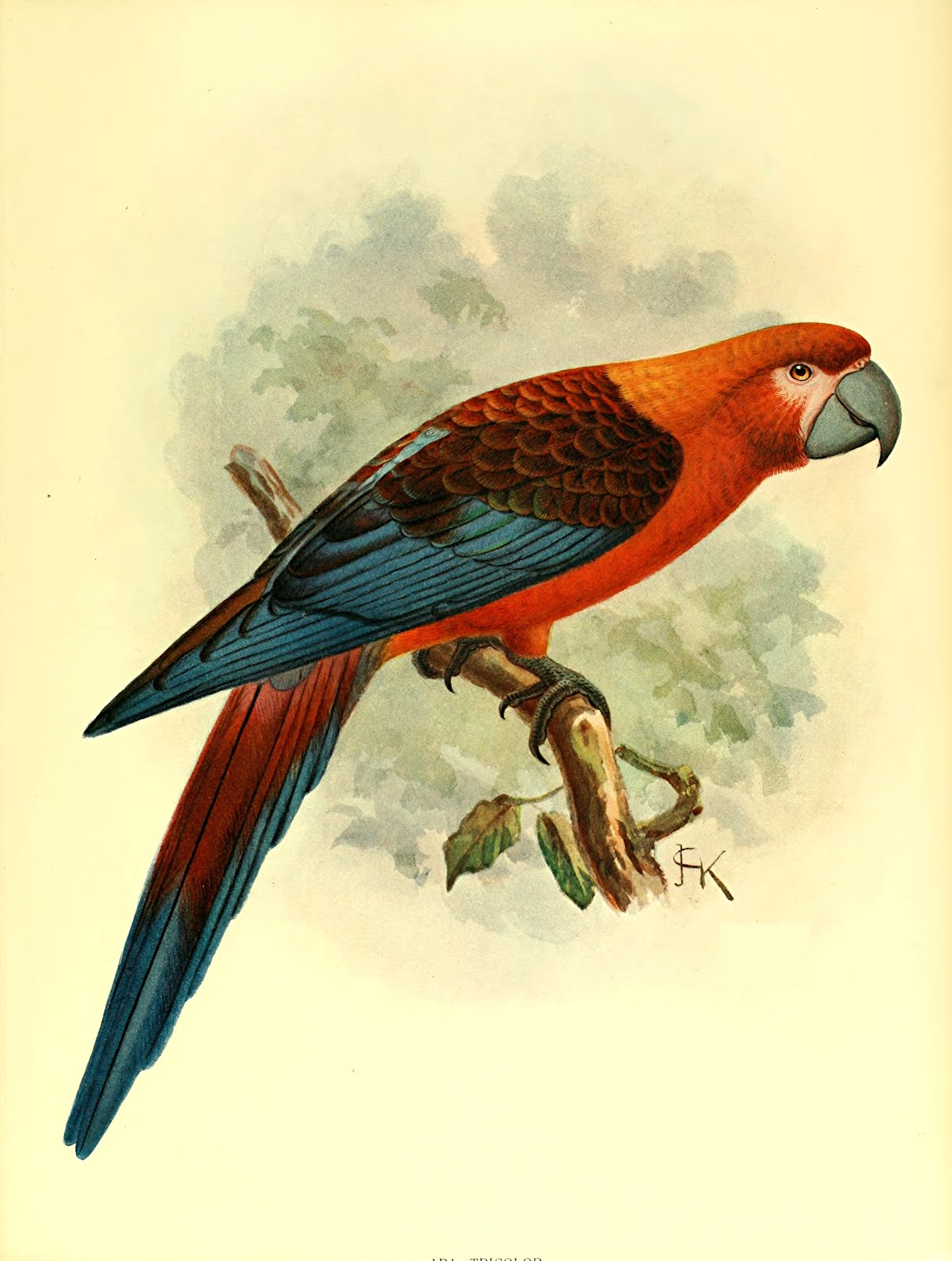ShukerNature MYSTERY MACAWS OF THE WEST INDIES.