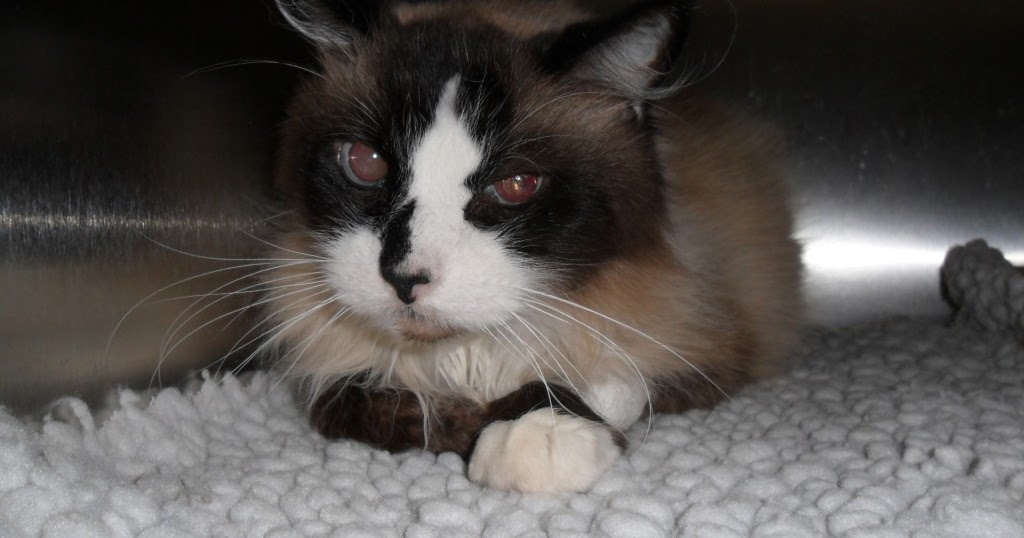 vet science Abdominal Mass In Cat (Case)