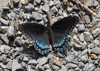 Red-spotted Purple, Limenitis arthemis