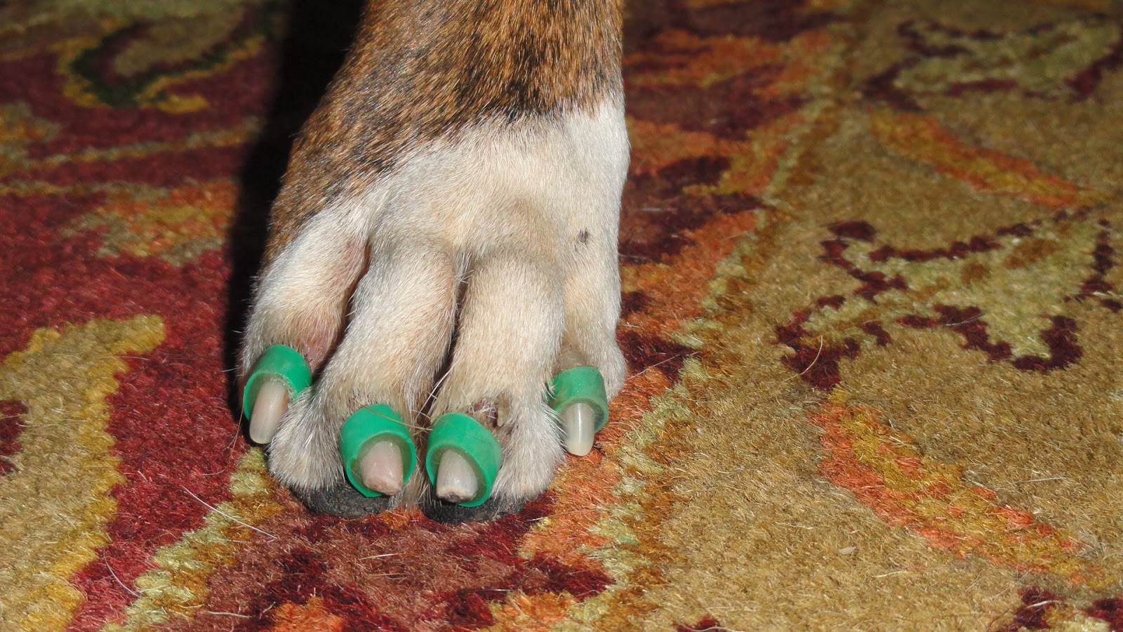 3 Dog BlogA Boxer Adventure Degenerative Myelopathy