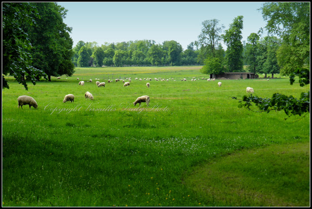 Sheep Versailles palace grounds