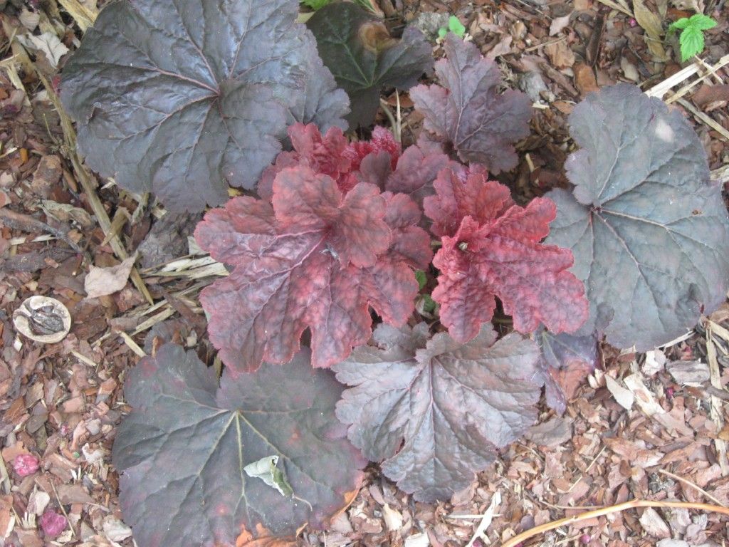 Fifty shades of green: Heuchera &lsquo;Cajun Fire&rsquo;