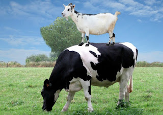 Bakri ka Doodh Gaay ke doodh se badhiya kyon hain. Bakri ka doodh Gaay ke doodh se accha kyon hain.