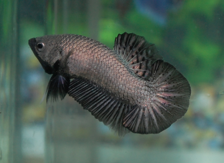 Betta Fish Afira Betta HMPK Black Dragon Full Mask ( SOLD OUT )