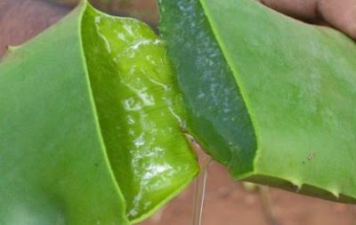 Aloe vera - sábila mujeres