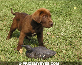 chocolate lab puppies for sale in ny lab mix puppies rochester ny rachael edwards chocolate lab puppies for sale in ny lab mix puppies rochester ny rachael edwards
