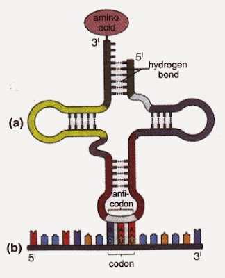 rna triplet types anticodon pair base trna codon mrna structure type