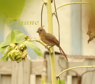 Cardinal in the Garden