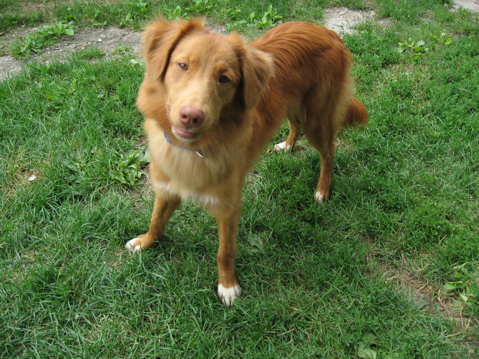 golden retriever rescue ns scotia duck tolling retriever rescue golden retriever rescue ns scotia duck tolling retriever rescue
