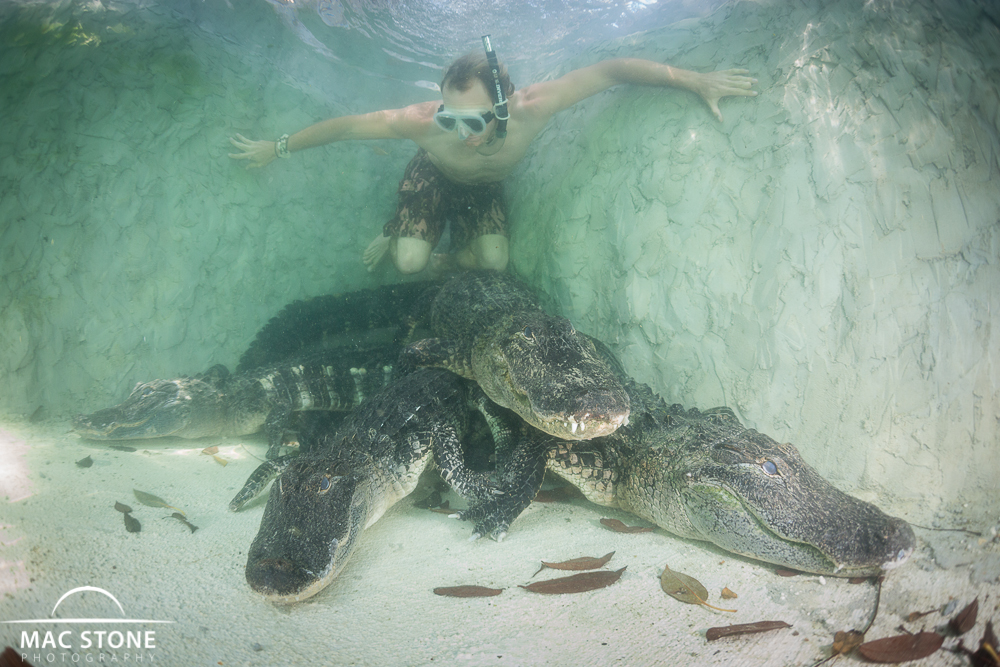 Mac Stone Photography Blog Swimming with Alligators