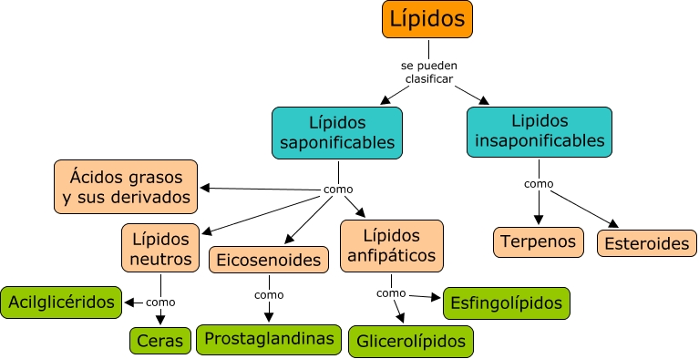 Resultado de imagen de IMAGENES DE CLASIFICACION DE LIPIDOS