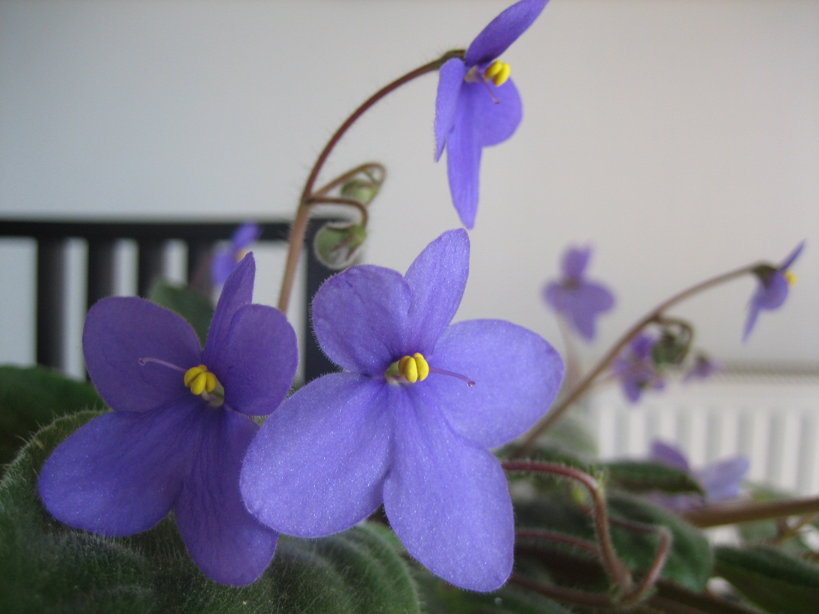 Saintpaulia confusa (b.Burtt)