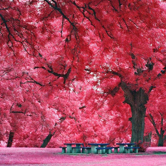 Japanese Maple Tree, Austin, Texas, USA