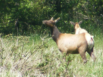 Humbolt Elk