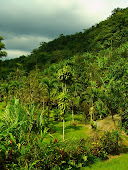 The Coffee Forest
